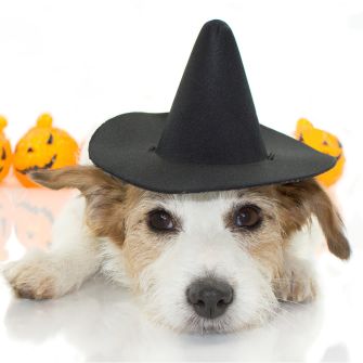 A terrier in a witch hat with fake jack-o-lanterns behind it 