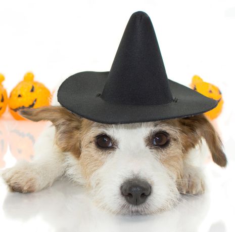 A terrier in a witch hat with fake jack-o-lanterns behind it 