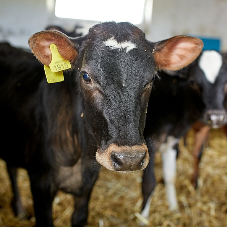 cows in a barn