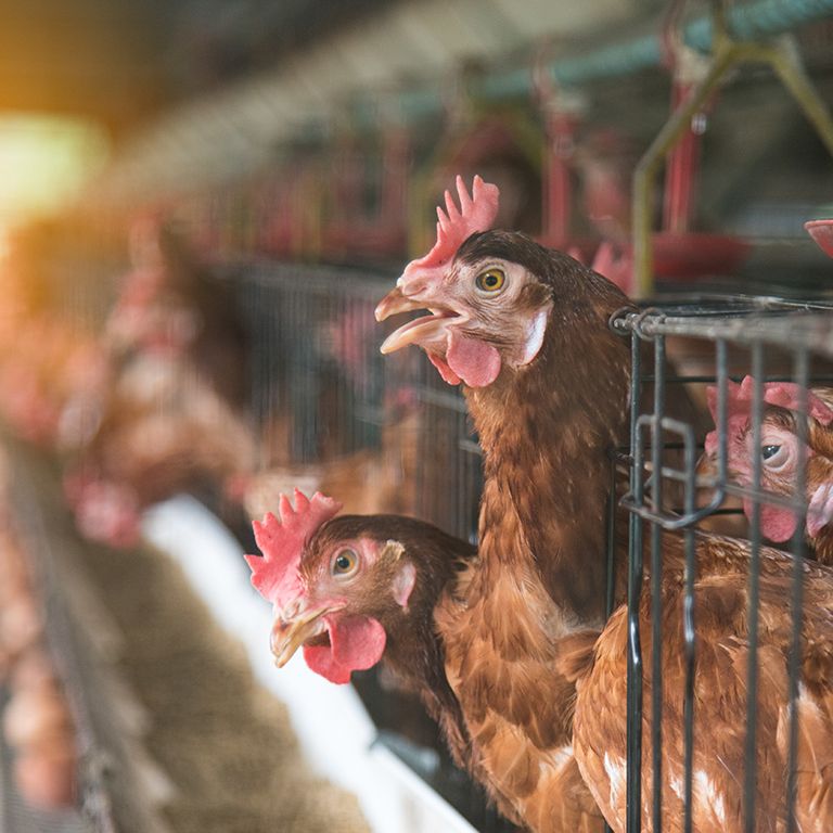 Brown chickens in battery cages