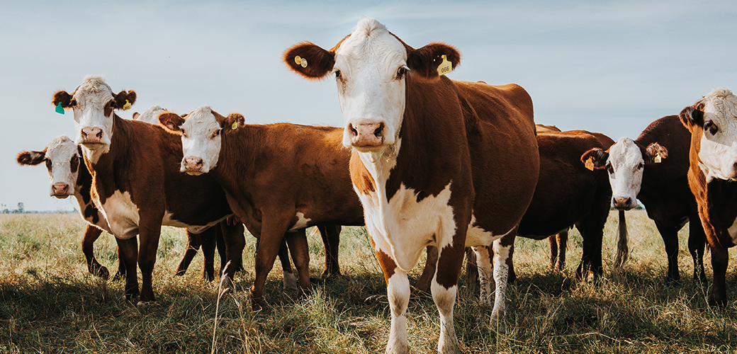 brown and white cows in a pasture