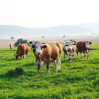 four cows in a green pasture with large hills in the background