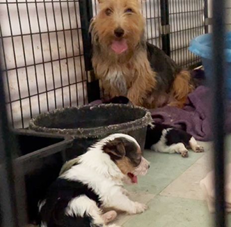 An older brown and black shaggy dog with two brown black and white puppies