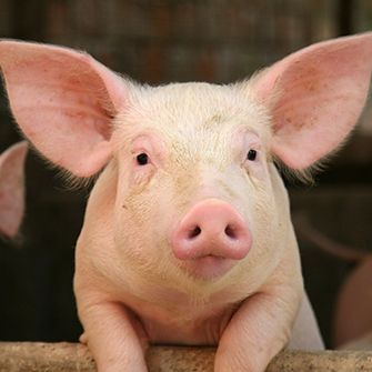 close up on a pig's face