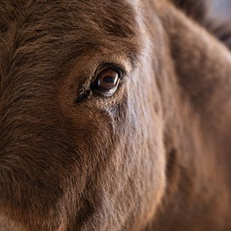 Close up on the eye of the brown horse