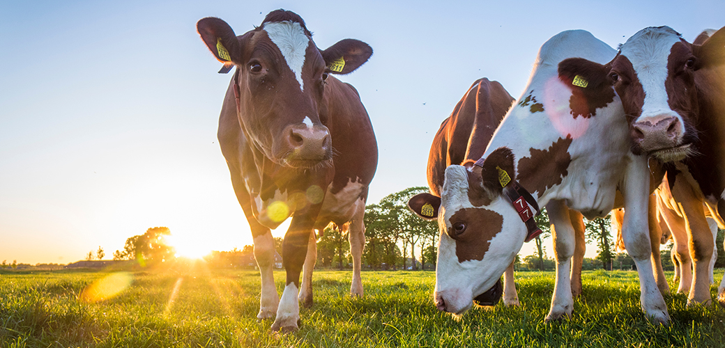 cows in a pasture at sunrise