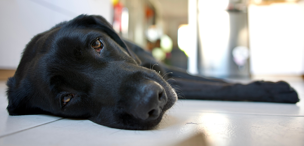 a black dog laying on a tile floor