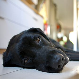 a black dog laying on a tile floor