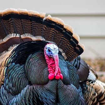 a tom turkey