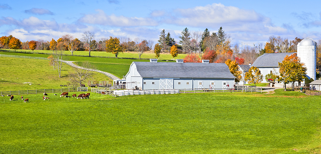 Sunny farm or pasture