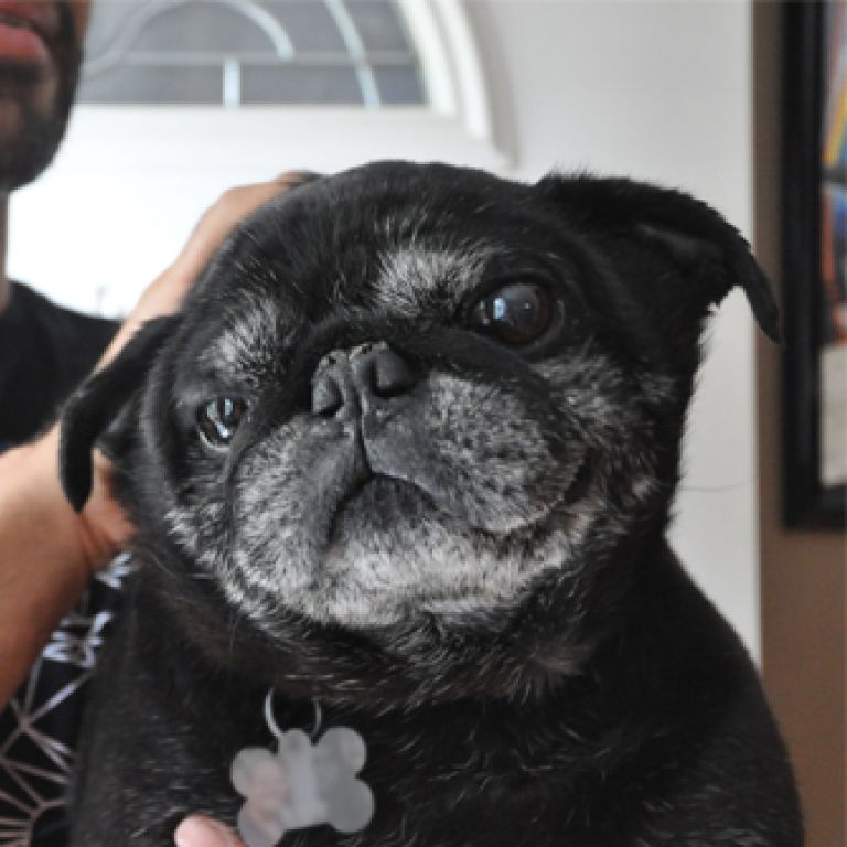 Black pug