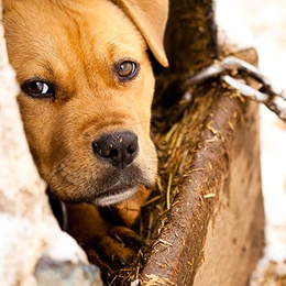 Dog in end of chain