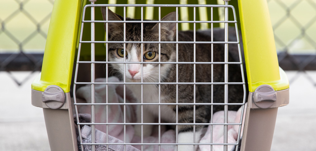 cat in carrier