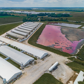 Polluted factory farm