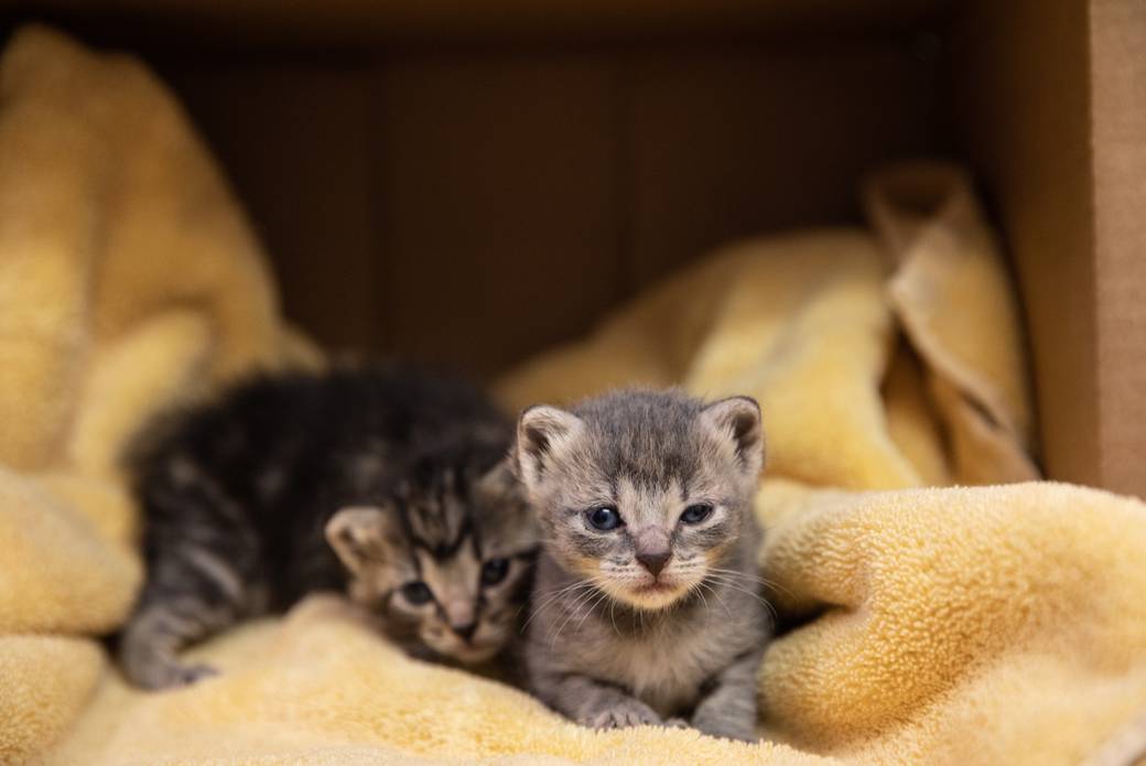Tiny kittens