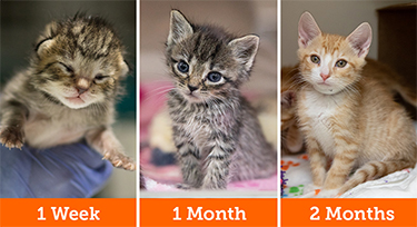 Kittens at different ages