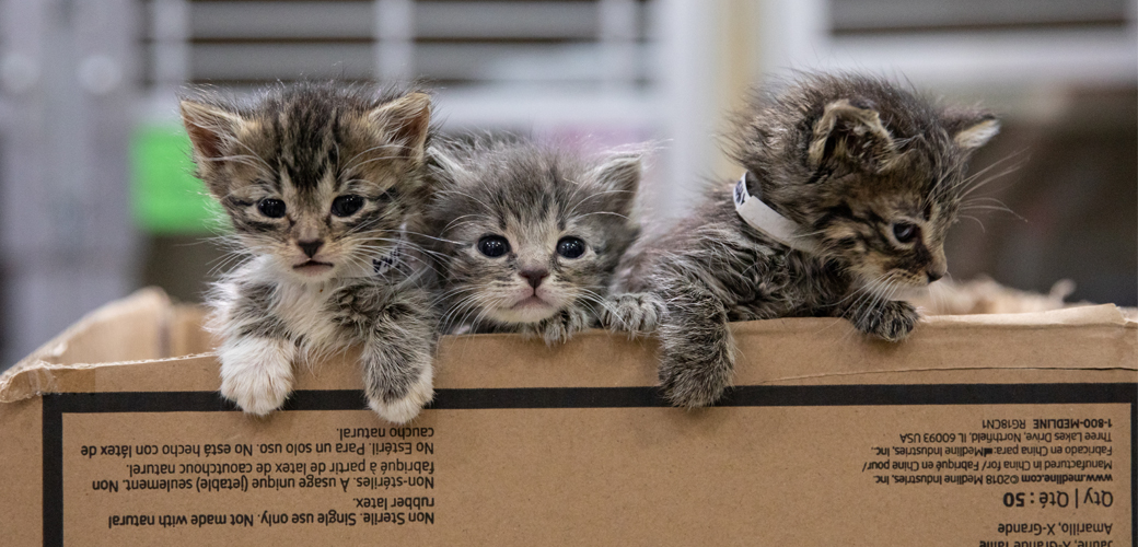 Kittens in a box