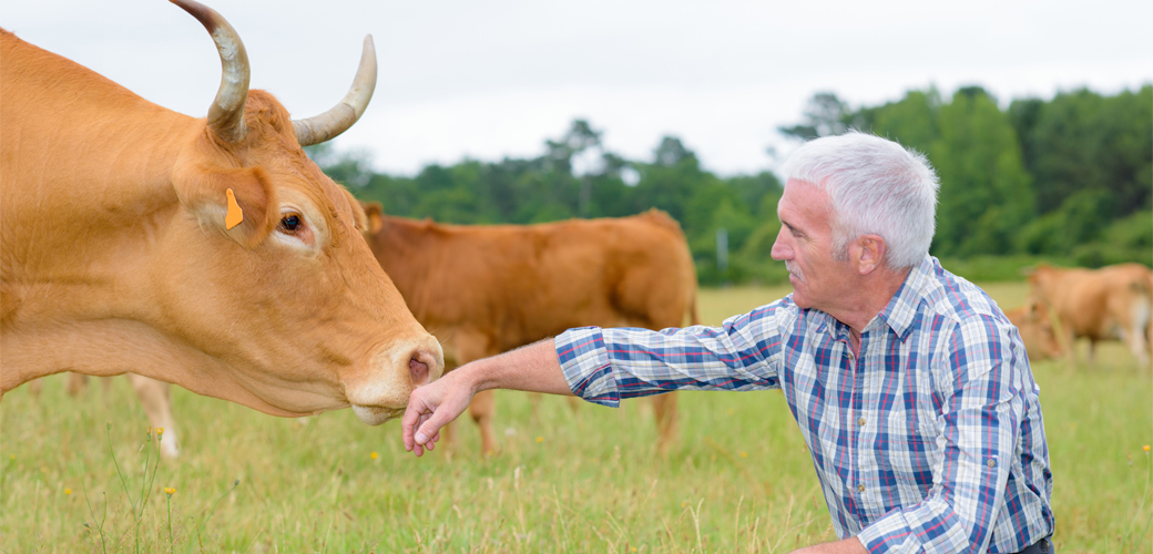 Man with cow