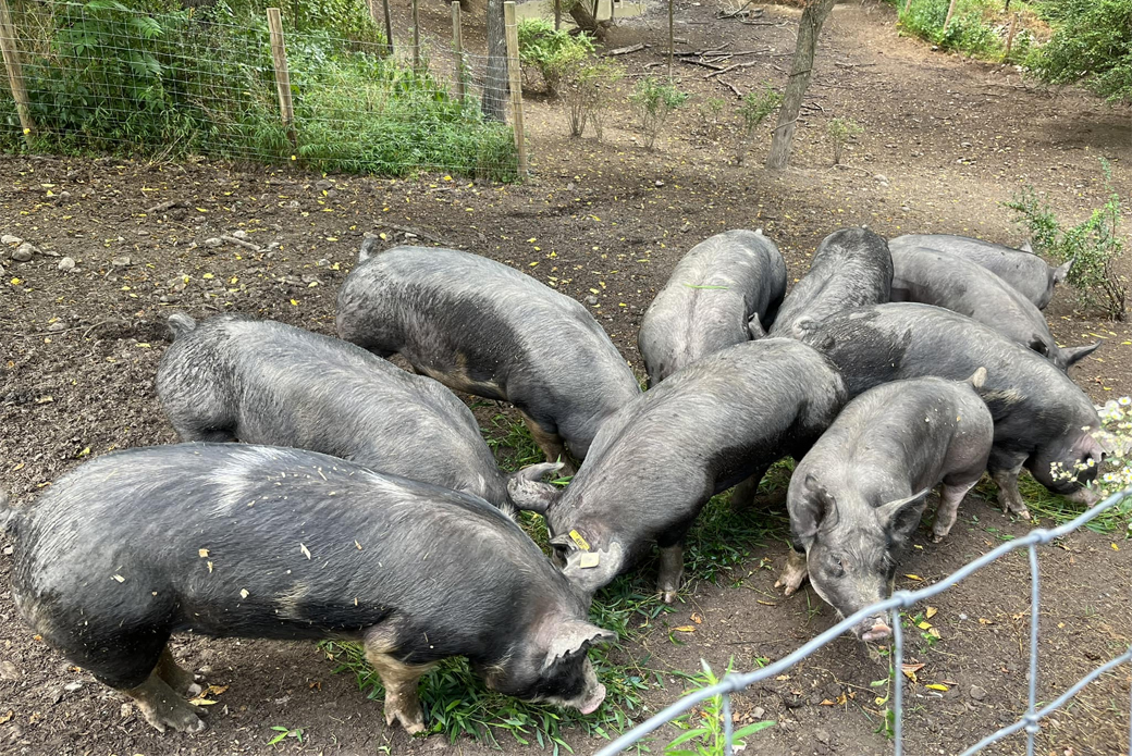 Pigs on Farm