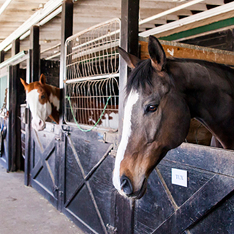 two horse sticking their heads out of the stables