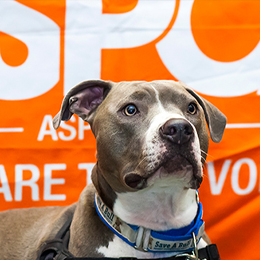 Dog in front of orange background