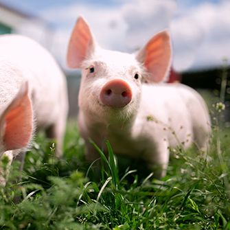 two small pink pigs in grass with one eating the other looking at the camera