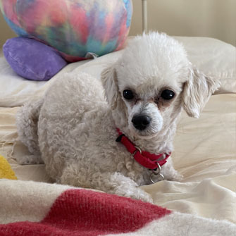 White dog on bed