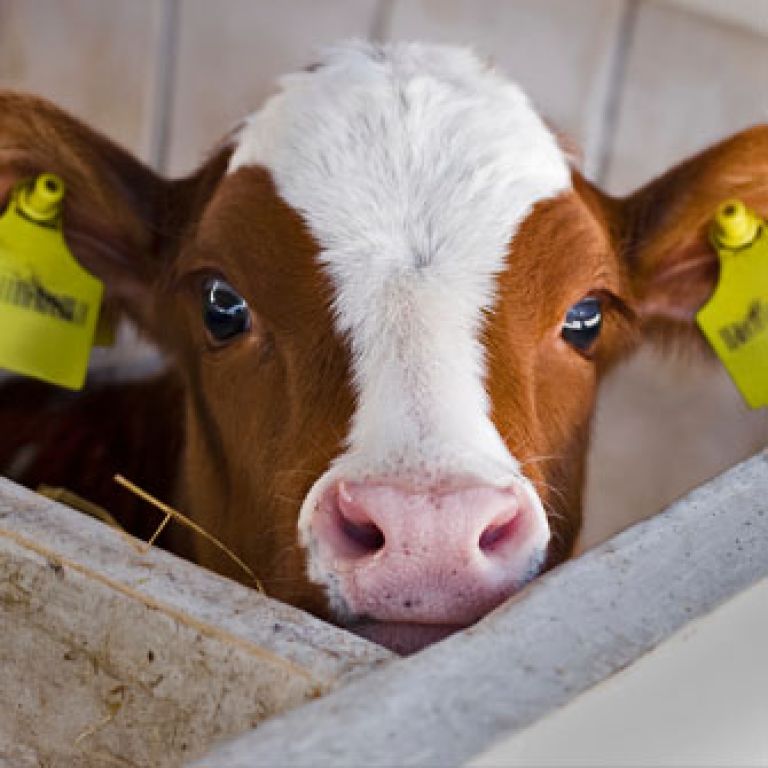 Cow in crate