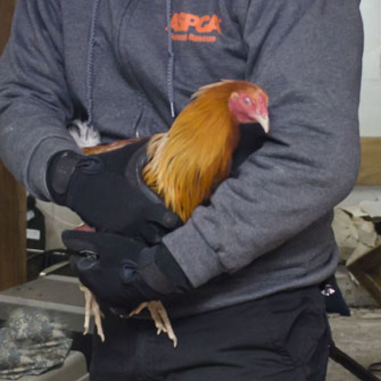 Man holding chicken