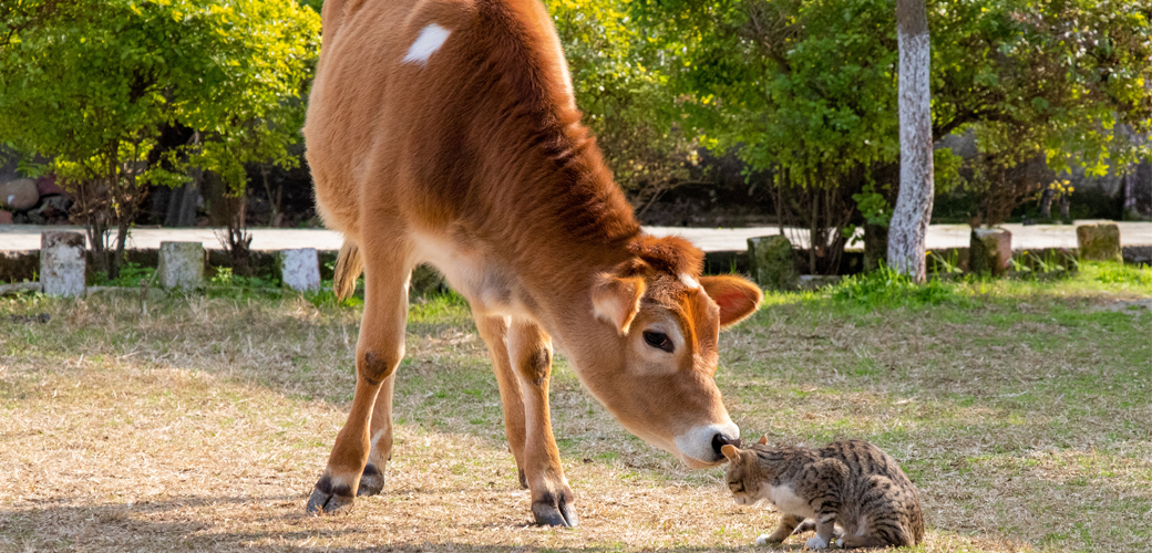 Calf and kitten