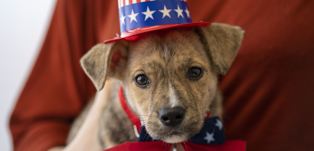 Patriotic Puppy