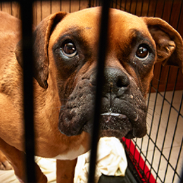 Dog in wire cage