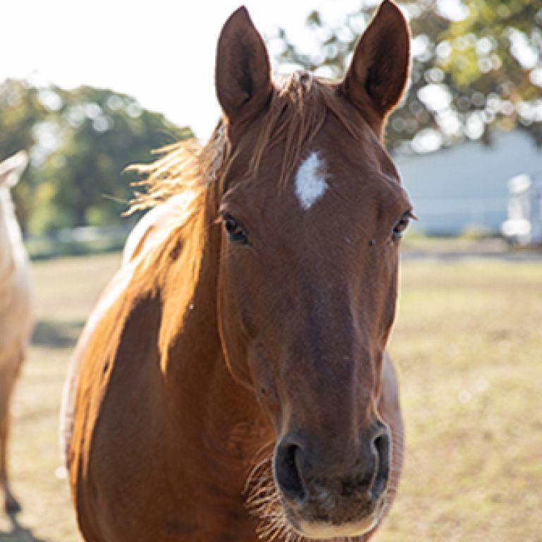 Brown horse