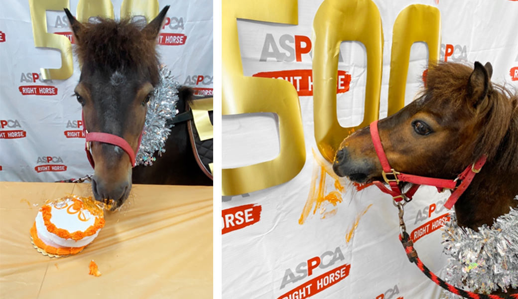 Charlie eating his celebration cake