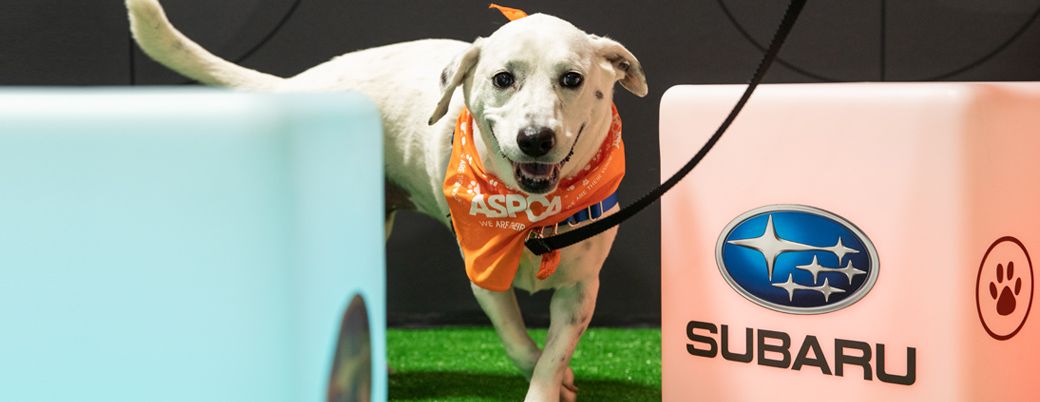 Subaru and the ASPCA