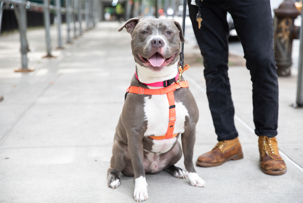 Large gray dog