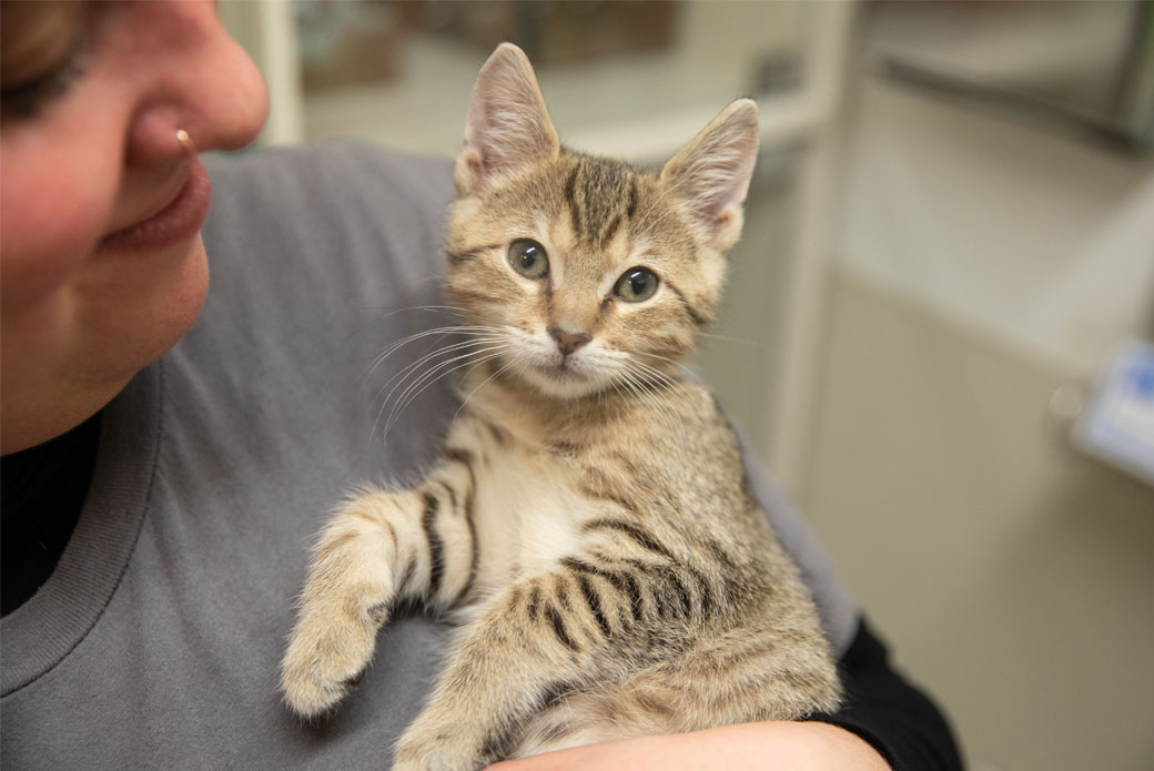 Tan kitten