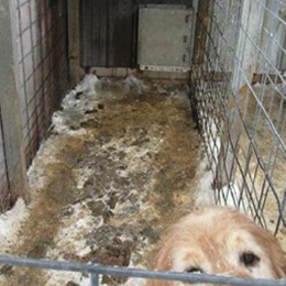 Dog in filthy cage