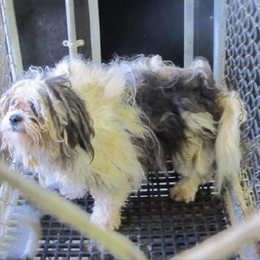 Dog with overgrown, matted fur