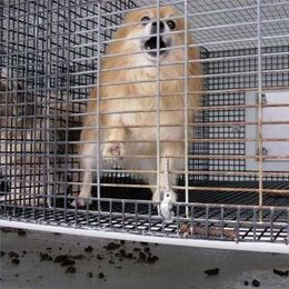Dog in tiny cage