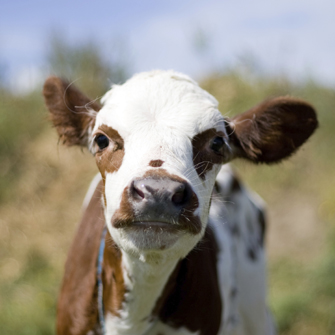 Brown and white cow