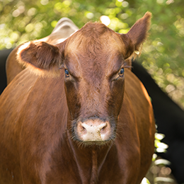 Brown cow outside