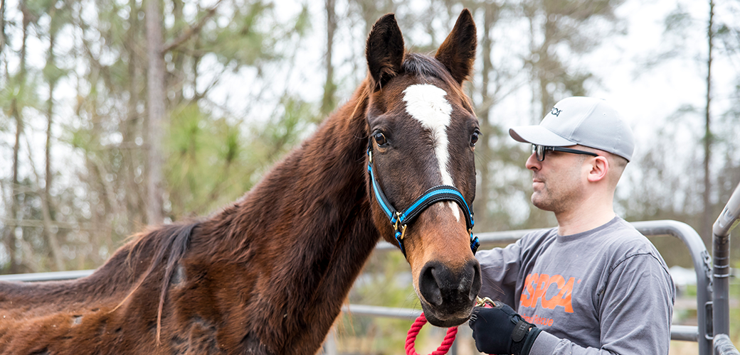 Man with brown horse