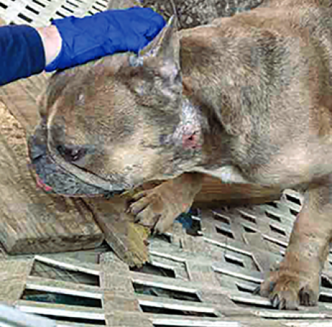 An injured french bulldog